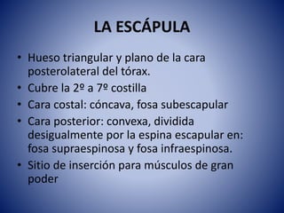 LA ESCÁPULA
• Hueso triangular y plano de la cara
posterolateral del tórax.
• Cubre la 2º a 7º costilla
• Cara costal: cóncava, fosa subescapular
• Cara posterior: convexa, dividida
desigualmente por la espina escapular en:
fosa supraespinosa y fosa infraespinosa.
• Sitio de inserción para músculos de gran
poder
 