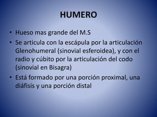 HUMERO
• Hueso mas grande del M.S
• Se articula con la escápula por la articulación
Glenohumeral (sinovial esferoidea), y con el
radio y cúbito por la articulación del codo
(sinovial en Bisagra)
• Está formado por una porción proximal, una
diáfisis y una porción distal
 