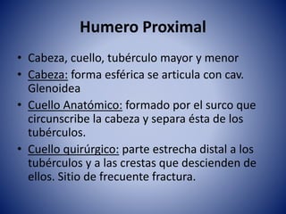 Humero Proximal
• Cabeza, cuello, tubérculo mayor y menor
• Cabeza: forma esférica se articula con cav.
Glenoidea
• Cuello Anatómico: formado por el surco que
circunscribe la cabeza y separa ésta de los
tubérculos.
• Cuello quirúrgico: parte estrecha distal a los
tubérculos y a las crestas que descienden de
ellos. Sitio de frecuente fractura.
 