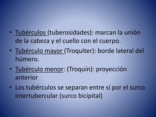 • Tubérculos (tuberosidades): marcan la unión
de la cabeza y el cuello con el cuerpo.
• Tubérculo mayor (Troquiter): borde lateral del
húmero.
• Tubérculo menor: (Troquín): proyección
anterior
• Los tubérculos se separan entre sí por el surco
intertubercular (surco bicipital)
 