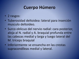 Cuerpo Húmero
• 2 rasgos:
• Tuberosidad deltoidea: lateral para inserción
musculo deltoideo.
• Surco oblicuo del nervio radial: cara posterior,
aloja al N. radial y A. braquial profunda entre
las cabezas medial y larga y luego lateral del
M. tríceps braquial
• Inferiormente se ensancha en las crestas
supracondíleas medial y lateral.
 