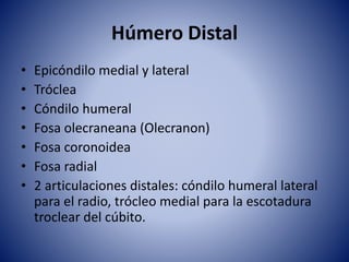 Húmero Distal
• Epicóndilo medial y lateral
• Tróclea
• Cóndilo humeral
• Fosa olecraneana (Olecranon)
• Fosa coronoidea
• Fosa radial
• 2 articulaciones distales: cóndilo humeral lateral
para el radio, trócleo medial para la escotadura
troclear del cúbito.
 