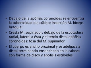 • Debajo de la apófisis coronoides se encuentra
la tuberosidad del cúbito: inserción M. bíceps
braquial
• Cresta M. supinador: debajo de la escotadura
radial, lateral a ésta y el tercio distal apófisis
coronoides: fosa del M. supinador
• El cuerpo es ancho proximal y se adelgaza a
distal terminando ensanchado en la cabeza
con forma de disco y apófisis estiloides.
 