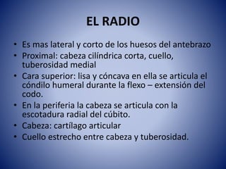 EL RADIO
• Es mas lateral y corto de los huesos del antebrazo
• Proximal: cabeza cilíndrica corta, cuello,
tuberosidad medial
• Cara superior: lisa y cóncava en ella se articula el
cóndilo humeral durante la flexo – extensión del
codo.
• En la periferia la cabeza se articula con la
escotadura radial del cúbito.
• Cabeza: cartílago articular
• Cuello estrecho entre cabeza y tuberosidad.
 