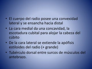 • El cuerpo del radio posee una convexidad
lateral y se ensancha hacia distal
• La cara medial da una concavidad, la
escotadura cubital para alojar la cabeza del
cúbito
• De la cara lateral se extiende la apófisis
estiloides del radio (+ grande)
• Tubérculo dorsal entre surcos de músculos del
antebrazo.
 