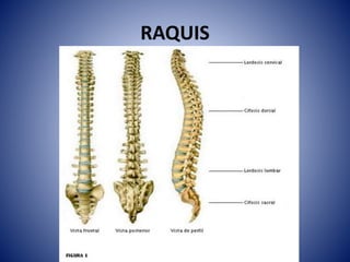 RAQUIS
 
