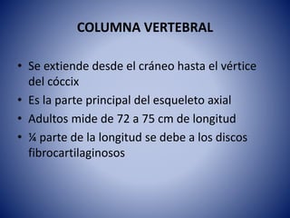 COLUMNA VERTEBRAL
• Se extiende desde el cráneo hasta el vértice
del cóccix
• Es la parte principal del esqueleto axial
• Adultos mide de 72 a 75 cm de longitud
• ¼ parte de la longitud se debe a los discos
fibrocartilaginosos
 