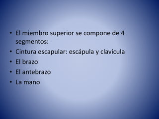 • El miembro superior se compone de 4
segmentos:
• Cintura escapular: escápula y clavícula
• El brazo
• El antebrazo
• La mano
 
