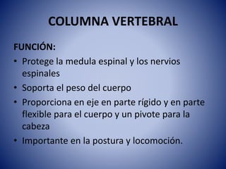 COLUMNA VERTEBRAL
FUNCIÓN:
• Protege la medula espinal y los nervios
espinales
• Soporta el peso del cuerpo
• Proporciona en eje en parte rígido y en parte
flexible para el cuerpo y un pivote para la
cabeza
• Importante en la postura y locomoción.
 