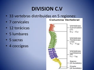 DIVISION C.V
• 33 vertebras distribuidas en 5 regiones:
• 7 cervicales
• 12 torácicas
• 5 lumbares
• 5 sacras
• 4 coccígeas
 