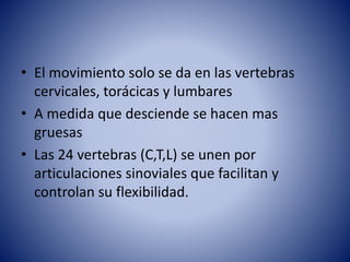 • El movimiento solo se da en las vertebras
cervicales, torácicas y lumbares
• A medida que desciende se hacen mas
gruesas
• Las 24 vertebras (C,T,L) se unen por
articulaciones sinoviales que facilitan y
controlan su flexibilidad.
 
