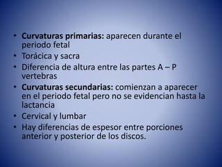 • Curvaturas primarias: aparecen durante el
periodo fetal
• Torácica y sacra
• Diferencia de altura entre las partes A – P
vertebras
• Curvaturas secundarias: comienzan a aparecer
en el periodo fetal pero no se evidencian hasta la
lactancia
• Cervical y lumbar
• Hay diferencias de espesor entre porciones
anterior y posterior de los discos.
 