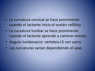 • La curvatura cervical se hace prominente
cuando el lactante inicia el sostén cefálico
• La curvatura lumbar se hace prominente
cuando el lactante aprende a caminar erecto.
• Angulo lumbosacro: vertebra L5 con sacro.
• Las curvaturas varían dependiendo el sexo
 