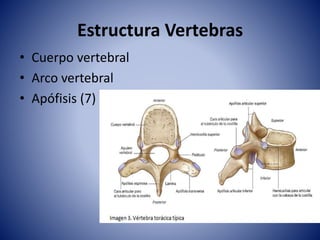 Estructura Vertebras
• Cuerpo vertebral
• Arco vertebral
• Apófisis (7)
 