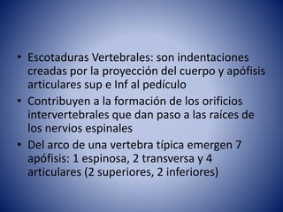 • Escotaduras Vertebrales: son indentaciones
creadas por la proyección del cuerpo y apófisis
articulares sup e Inf al pedículo
• Contribuyen a la formación de los orificios
intervertebrales que dan paso a las raíces de
los nervios espinales
• Del arco de una vertebra típica emergen 7
apófisis: 1 espinosa, 2 transversa y 4
articulares (2 superiores, 2 inferiores)
 
