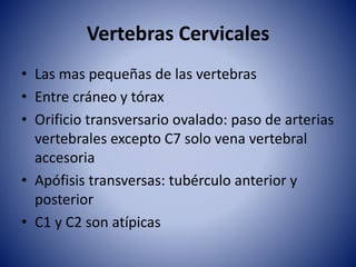 Vertebras Cervicales
• Las mas pequeñas de las vertebras
• Entre cráneo y tórax
• Orificio transversario ovalado: paso de arterias
vertebrales excepto C7 solo vena vertebral
accesoria
• Apófisis transversas: tubérculo anterior y
posterior
• C1 y C2 son atípicas
 