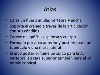 Atlas
• C1 es un hueso anular, vertebra + ancha
• Soporta el cráneo a través de la articulación
con sus cóndilos
• Carece de apófisis espinosa y cuerpo
• Formado por arco anterior y posterior con un
tubérculo y una masa lateral
• El arco posterior tiene un surco para la A.
Vertebral en cara superior también para el 1º
nervio cervical
 