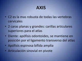 AXIS
• C2 es la mas robusta de todas las vertebras
cervicales
• 2 caras planas y grandes: carillas articulares
superiores para el atlas
• Diente: apófisis odontoides, se mantiene en
posición por el ligamento transverso del atlas
• Apófisis espinosa bífida amplia
• Articulación sinovial en pivote
 