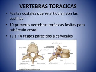 VERTEBRAS TORACICAS
• Fositas costales que se articulan con las
costillas
• 10 primeras vertebras torácicas fositas para
tubérculo costal
• T1 a T4 rasgos parecidos a cervicales
 