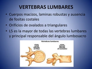 VERTEBRAS LUMBARES
• Cuerpos macizos, laminas robustas y ausencia
de fositas costales
• Orificios de ovalados a triangulares
• L5 es la mayor de todas las vertebras lumbares
y principal responsable del ángulo lumbosacro
 