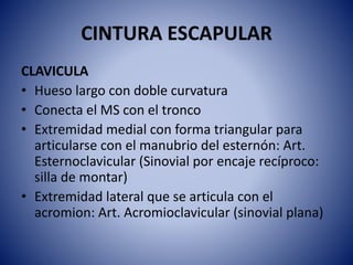 CINTURA ESCAPULAR
CLAVICULA
• Hueso largo con doble curvatura
• Conecta el MS con el tronco
• Extremidad medial con forma triangular para
articularse con el manubrio del esternón: Art.
Esternoclavicular (Sinovial por encaje recíproco:
silla de montar)
• Extremidad lateral que se articula con el
acromion: Art. Acromioclavicular (sinovial plana)
 