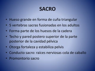 SACRO
• Hueso grande en forma de cuña triangular
• 5 vertebras sacras fusionadas en los adultos
• Forma parte de los huesos de la cadera
• Techo y pared postero superior de la parte
posterior de la cavidad pélvica
• Otorga fortaleza y estabiliza pelvis
• Conducto sacro: raíces nerviosas cola de caballo
• Promontorio sacro
 