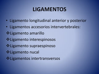 LIGAMENTOS
• Ligamento longitudinal anterior y posterior
• Ligamentos accesorios intervertebrales:
Ligamento amarillo
Ligamento interespinosos
Ligamento supraespinoso
Ligamento nucal
Ligamentos intertransversos
 