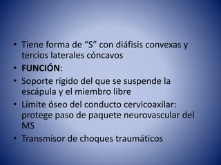 • Tiene forma de “S” con diáfisis convexas y
tercios laterales cóncavos
• FUNCIÓN:
• Soporte rígido del que se suspende la
escápula y el miembro libre
• Límite óseo del conducto cervicoaxilar:
protege paso de paquete neurovascular del
MS
• Transmisor de choques traumáticos
 