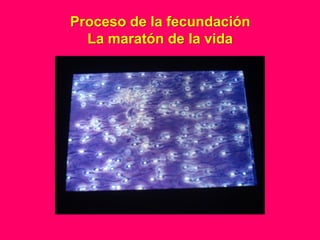 Proceso de la fecundación
  La maratón de la vida
 