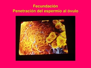Fecundación
Penetración del espermio al óvulo
 