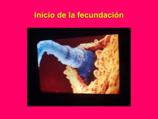 Inicio de la fecundación
 
