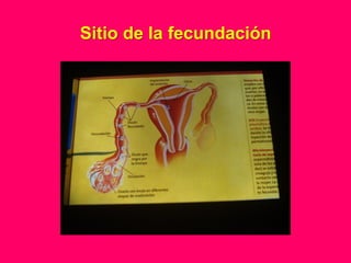 Sitio de la fecundación
 