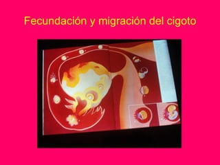 Fecundación y migración del cigoto
 