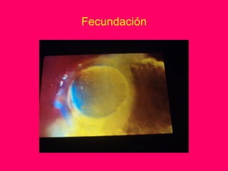 Fecundación
 
