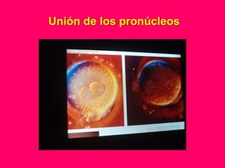 Unión de los pronúcleos
 