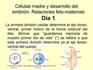 Células madre y desarrollo del
         embrión. Relaciones feto-maternas
                                                                      Día 1
La primera división celular determina el eje dorso-
 ventral, primer indicio de la forma corporal del
 feto. Afirmar que “guardamos memoria de
 nuestro primer día de vida” (*) se refiere a que
 esta primera división determina ya el eje dorso-
   Día 1: la primera división celular determina el eje dorso-ventral, primer indicio de la forma corporal del feto


 ventral del cuerpo                                                                                                     Rostral

      Polo Vegetal                                     Polo Vegetal
                                                                                                                                  Derecha
                            Entrada del
                            espermatozoide

                                                                                                            Ventral                  Dorsal

                                         Ventral                            Dorsal



                                                                                                            Izquierda
 (*) Pearson H. (2002), “Your destiny from day one”. Nature 418, 14-15.
      Polo Animal                                      Polo Animal
                                                                                                                        Caudal
 