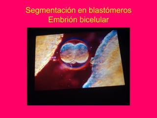 Segmentación en blastómeros
    Embrión bicelular
 