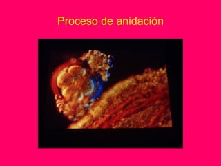 Proceso de anidación
 