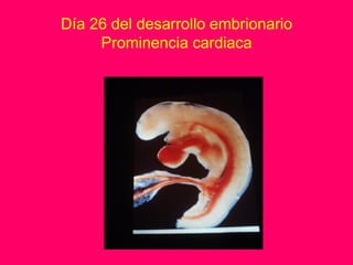 Día 26 del desarrollo embrionario
     Prominencia cardiaca
 