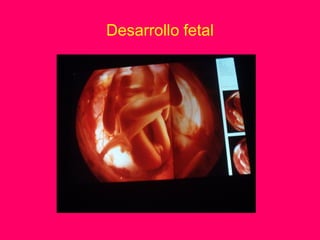 Desarrollo fetal
 