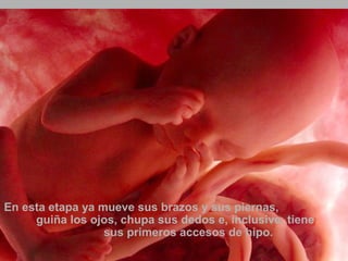 En esta etapa ya mueve sus brazos y sus piernas, 
guiña los ojos, chupa sus dedos e, inclusive, tiene 
sus primeros accesos de hipo. 
Ria slides 
 