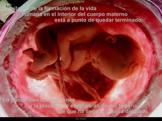 El milagro de la formación de la vida 
humana en el interior del cuerpo materno 
está a punto de quedar terminado. 
Ria slides 
En pocos días los pulmones 
y la placenta se encargarán de dar la señal 
de que ha llegado la hora del parto. 
 