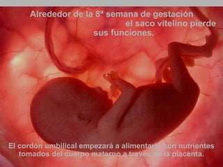Alrededor de la 8ª semana de gestación 
Ria slides 
el saco vitelino pierde 
sus funciones. 
El cordón umbilical empezará a alimentarlo con nutrientes 
tomados del cuerpo materno a través de la placenta. 
 