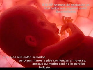 A la 16ª semana de gestación ya 
casi todos sus órganos están 
Ria slides 
desarrollados 
Los ojos aún están cerrados, 
pero sus manos y pies comienzan a moverse, 
aunque su madre casi no lo percibe 
todavía. 
 