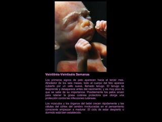 Veintitrés-Veintiséis Semanas Los primeros signos de pelo aparecen hacia el tercer mes. Alrededor de los seis meses, todo el cuerpo del feto aparece cubierto por un vello suave, llamado lanugo. El lanugo se desprende y desaparece antes del nacimiento; y es muy poco lo que se sabe de su importancia. Posiblemente los pelos sirven para retener la grasa cutánea protectora que otorga una protección contra las infecciones cutáneas.  Los músculos y los órganos del bebé crecen rápidamente y las células del córtex del cerebro involucradas en el pensamiento consciente empiezan a madurar. El ciclo de estar despierto o dormido está bien establecido. 