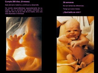 Cumple 266 días, (9 meses) Sale del seno materno y continua su desarrollo. Ha venido desarrollándose separadamente de su madre, con su provisión de sangre individual. La vida del niño no es la vida de la madre, sino una vida separada e individual. 36 semanas No son tantas las diferencias. Tengo ya nueve meses. ¡ Qué bello es vivir ! 
