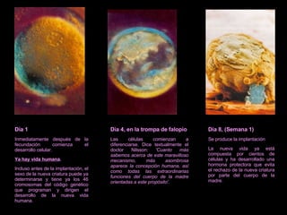 Día 1 Inmediatamente después de la fecundación comienza el desarrollo celular. Ya hay vida humana . Incluso antes de la implantación, el sexo de la nueva criatura puede ya determinarse y tiene ya los 46 cromosomas del código genético que programan y dirigen el desarrollo de la nueva vida humana. Día 4, en la trompa de falopio Las células comienzan a diferenciarse. Dice textualmente el doctor Nilsson:  'Cuanto más sabemos acerca de este maravilloso mecanismo, más asombrosa aparece la concepción humana, así como todas las extraordinarias funciones del cuerpo de la madre orientadas a este propósito'. Día 8, (Semana 1) Se produce la implantación La nueva vida ya está compuesta por cientos de células y ha desarrollado una hormona protectora que evita el rechazo de la nueva criatura por parte del cuerpo de la madre. 