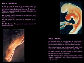 Día 17, (Semana 2) A los 17 días el hígado de la nueva vida ha desarrollado sus propias células sanguíneas, la placenta es parte de la nueva vida y no de la madre. Todos los órganos se están formando: el cerebro, los riñones, los huesos... Día 18:  ya se pueden apreciar las contracciones en el músculo del corazón. Día 19:  comienza a percibirse el desarrollo de los ojos. Día 20, (Semana 3):  aparece la base completa del sistema nervioso. Día 28, (Un mes) En el pequeñísimo ser humano, ya han comenzado a formarse los ojos, la médula espinal, el sistema nervioso, los pulmones, el estómago y los intestinos. El incipiente corazón, que comienza a latir desde los 18 días, ahora bombea la sangre con más seguridad. Es ahora cuando la madre sospecha su presencia porque no ha tenido menstruación. Día 30:  la sangre fluye con regularidad por el sistema vascular. Comienza a ser visible el desarrollo de la oreja y la nariz. 