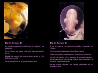 Día 35, (Semana 5) En sus ojos ya se distingue la retina, el cristalino y los párpados. Poco a poco las orejas y la nariz van adquiriendo forma. Día 40:  La energía del corazón alcanza casi el 20% de la de un adulto. Ya se le puede hacer un electrocardiograma. Día 42, (Semana 6) A los 42 días se completa el esqueleto y aparecen los reflejos. Los órganos genitales están bien diferenciados. En las manos y los pies empiezan a distiguirse los dedos. Día 43:  el cerebro ya da señales de actividad eléctrica, evidencia absoluta de que ese sistema nervioso empieza a funcionar coordinadamente. Ya es posible registrar sus ondas cerebrales en un encefalograma. 