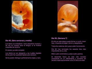 Día 49, (Seis semanas y media) Los labios se entreabren, hace pequeñas muecas y de vez en cuando saca la lengua; si le hicieran cosquillas las sentiría. El cerebro ya está completo. Los dedos se van alargando y las huellas digitales de los pies han quedado fijadas para siempre. Se le pueden distinguir perfectamente orejas y nariz. Día 56, (Semana 7) El niño en esta etapa puede formar un puño, tener hipo, chuparse el pulgar, dormir y despertarse. Todos los sistemas del cuerpo están funcionando. Día 60: han terminado los sesenta días más importantes de su vida. Mide cuatro centímetros y pesa cuatro gramos. El desarrollo futuro de esta vida consiste únicamente en un refinamiento y aumento de tamaño hasta aproximarse a los 23 años de edad. 